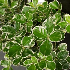 Euonymus jap. 'Kathy', 60-80 20L, Japanse kardinaalshoed ®