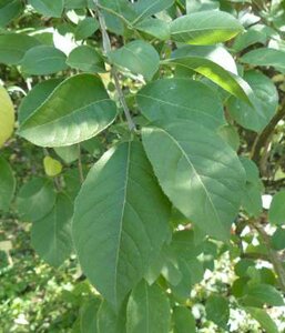 Euonymus phellomanus, 125-150 43L, Kardinaalshoed