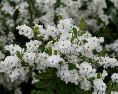 Exochorda racemosa 'Niagara'®, 100-125 20L, Parelstruik