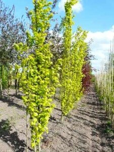 Fagus sylv. 'Dawijck Gold', 250-300 20L