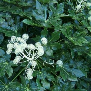 Fatsia japonica, 40-50 7.5L, Vingerplant