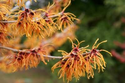 Hamamelis int. 'Jelena', 80/100 Kluit, (Copper Beauty) Toverhazelaar