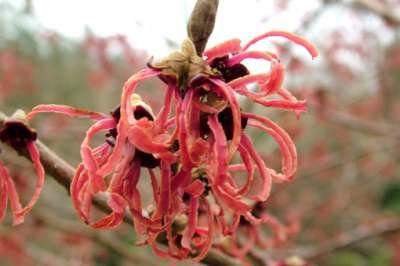 Hamamelis int. 'Ruby Glow', 60/80 Kluit, (Adonis/R.Superba) Toverhazelaar