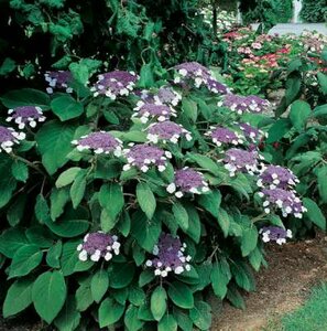 Hydrangea asp. 'Sargentiana', 60-80 Kluit, Fluweelhortensia