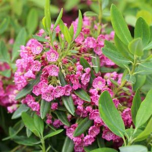 Kalmia ang. 'Rubra', 25-30 Kluit, lepelboom