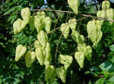 Koelreuteria paniculata, 80-100 12L, Zeepboom