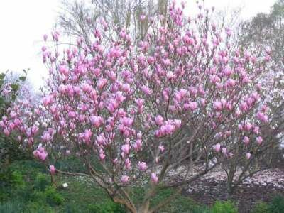 Magnolia 'Heaven Scent', 80-100 Kluit, Beverboom