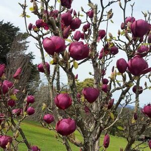 Magnolia 'Black Tulip', 80-100 10L, Magnolia