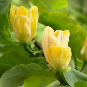 Magnolia brookl. 'Yellow Bird', 80/100 Kluit, Beverboom