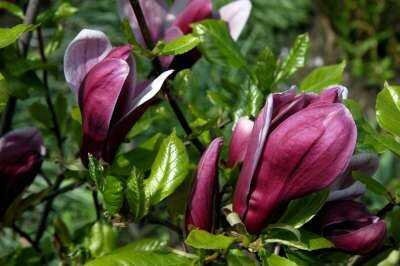 Magnolia liliiflora 'Nigra', 100-125 20L, Beverboom