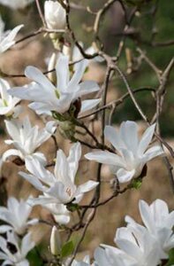 Magnolia soul. 'Alba Superba', 80-100 Kluit, Beverboom