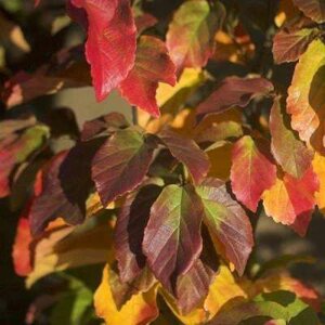 Parrotia per. 'Vanessa', 100/125 10L