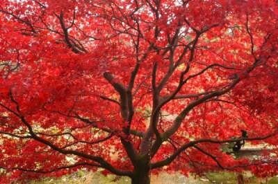 Parrotia persica, 100/125 20L, Perzisch ijzerhout