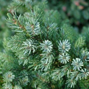 Picea omomorika 'Nana', 20-25 5L, Servische spar