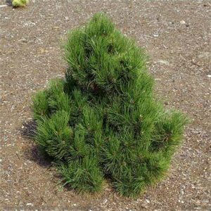 Pinus hel. 'Malinki', 60/80 15L