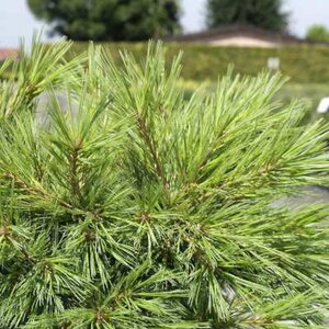 Pinus strobus 'Minima', 20-25 3L