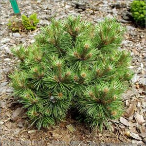 Pinus dens. 'Benelux', 50-60 20L