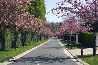 Prunus serr. 'Kanzan', Japanse sierkers, STRUIK