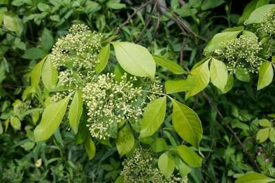 Ptelea trifoliata, 125/150 20L, Lederboom