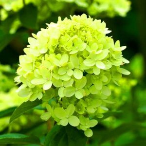 Hydrangea pan. 'Mojito', 3L, Pluimhortensia