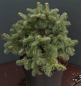 Abies las. 'Green Globe', 30-40 Kluit, Alpenzilverspar