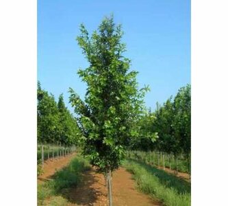 Quercus pal. 'Green Pillar', 250-300 pot spil