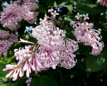 Syringa josikaea, 60-80 10L, Sering