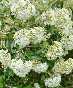 Viburnum 'Eskimo', 40-50 Kluit, Sneeuwbal