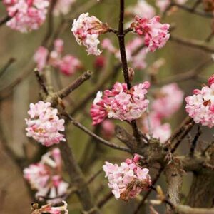 Viburnum bodn. 'Charles Lamont', 60-80 Kluit, Sneeuwbal