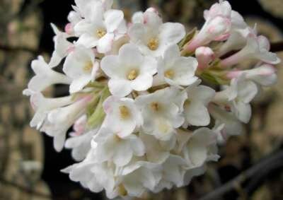 Viburnum bodn. 'Deben', 125-150 20L, Sneeuwbal