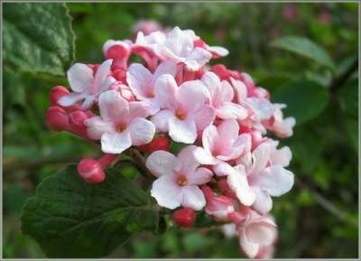 Viburnum burk. 'Anne Russell', 60-80 Kluit, Sneeuwbal