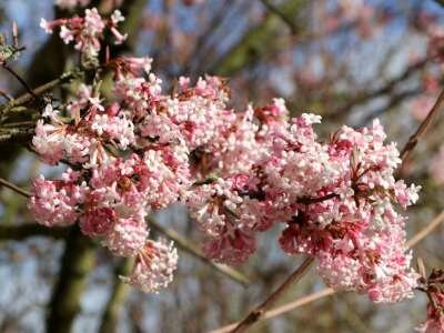 Viburnum farreri, 50-60 Kluit, Sneeuwbal