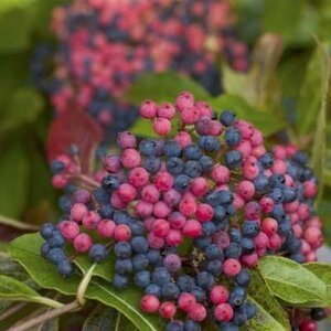 Viburnum nudum 'Pink Beauty', 125-150 70L, Sneeuwbal