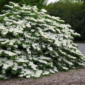 Viburnum plic. 'Shasta', 125-150 100L, Japanse sneeuwbal