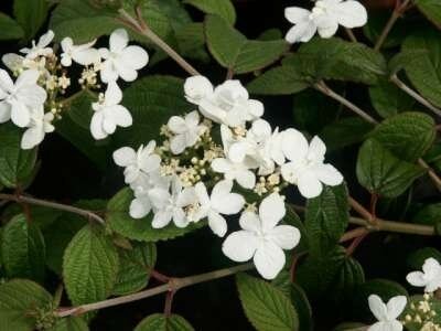 Viburnum plic. 'Watanabe', 125/150 43L, Sneeuwbal