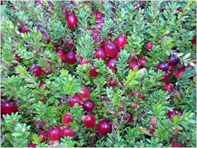 Vaccinium macr. 'Pilgrim', 1.5L, Grote veenbes