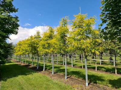 Gleditsia triac. 'Sunburst', 8/10 Blote Wortel Amerikaanse Christusdoorn