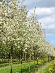 Malus 'Evereste', 10/12 Blote wortel Sierappel, HOOGSTAM