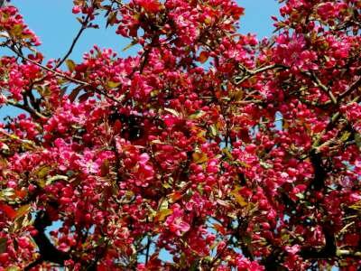 Malus 'Royal Beauty', stam 180cm 15L, Sierappel