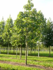 Paulownia tomentosa, 12/14 Blote wortel