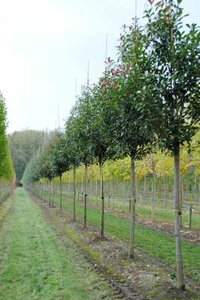 Photinia fras. 'Red Robin', 6/8 18L pot, Glansmispel