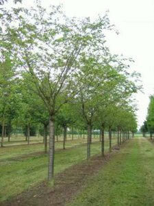 Prunus 'Accolade', 8/10 Blote wortel, Japanse sierkers