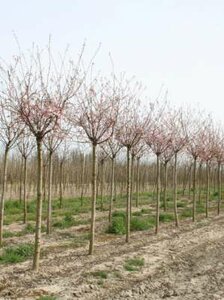 Prunus subh. 'Autumnalis', 8/10 Blote wortel, Japanse sierkers