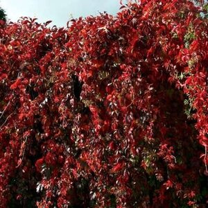 Parthenocissus henryana, Wilde Wingerd