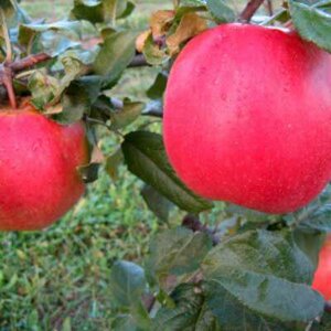 Malus 'Edite', STRUIK