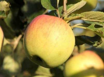 Malus 'Notarisappel', HALFSTAM