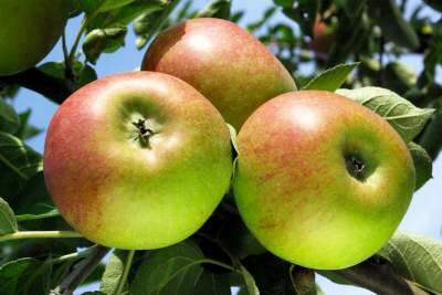 Malus 'Reinette de Waleffe', HALFSTAM