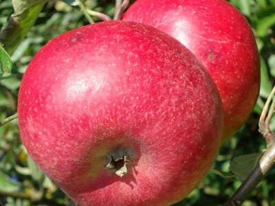 Malus 'Reinette Dubois', HALFSTAM