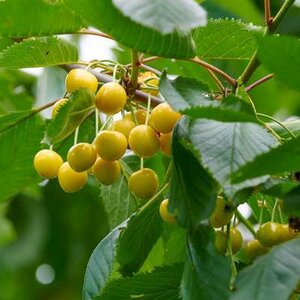 Prunus 'Buttn. Gelbe Knorpelkirsche', HALFSTAM