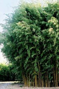 Phyllostachys aureos. 'Spectabilis', Bamboe 5L 100/125